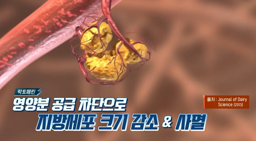 락토페린 효능