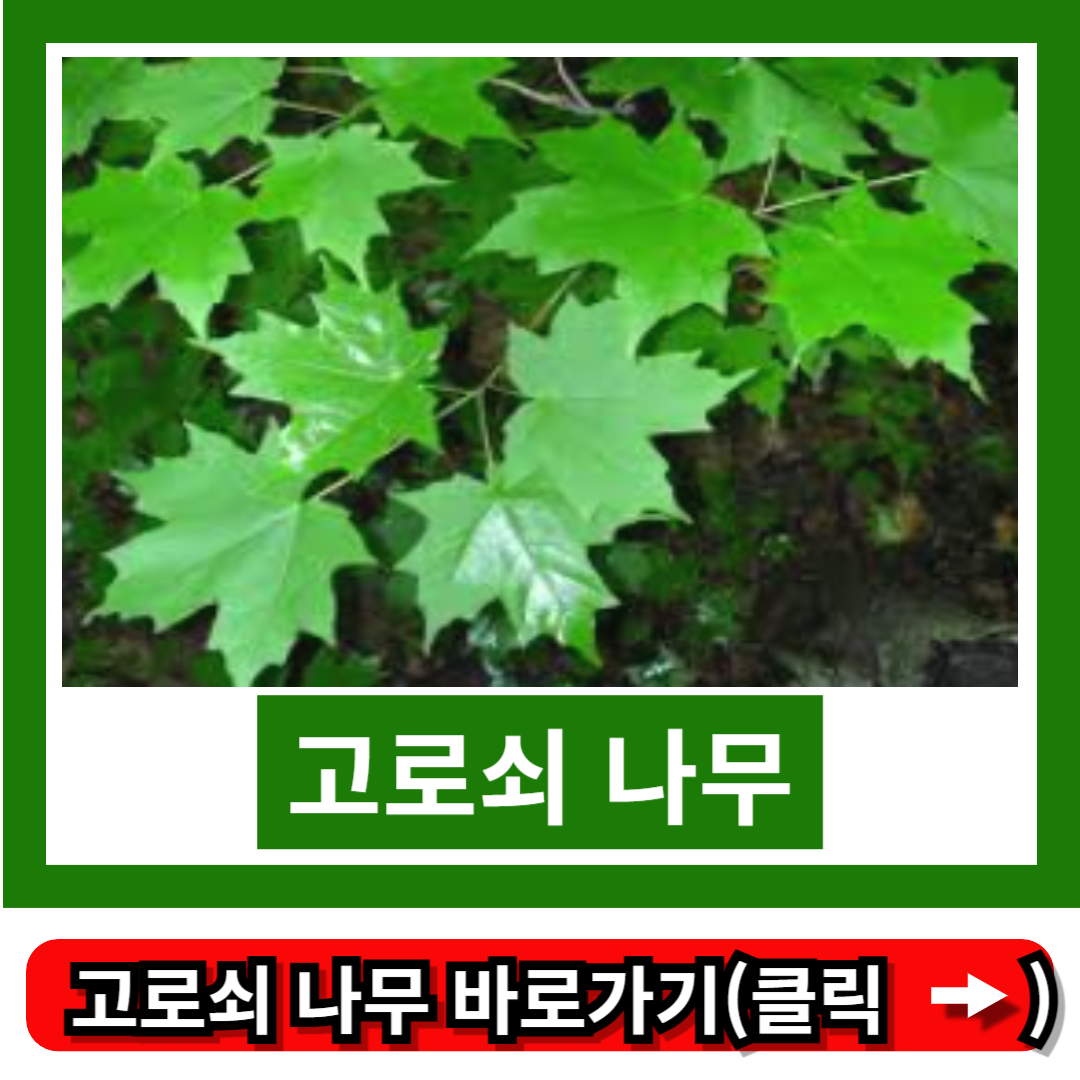 고로쇠 나무