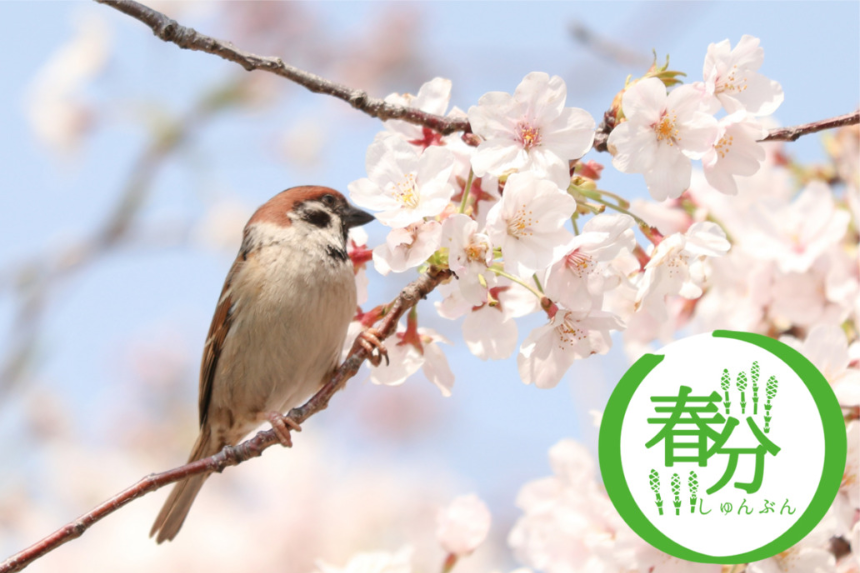 계절의 변화를 세분화한 24 절기 중 '춘분' 이해하기