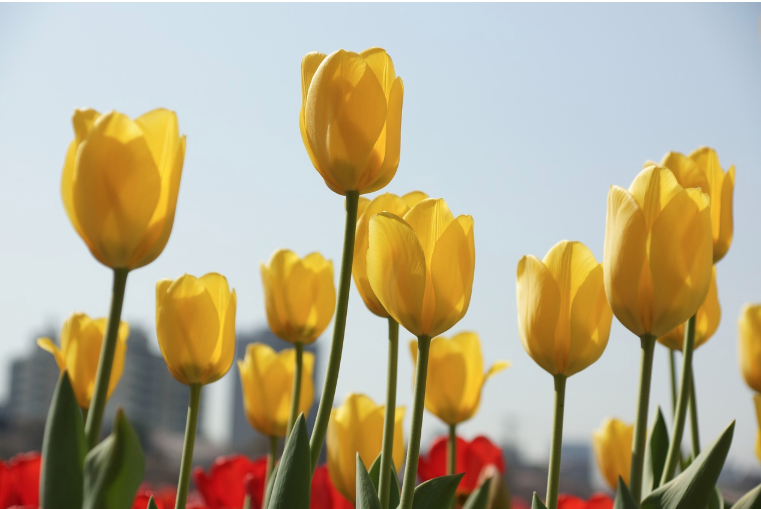 한국의 꽃 축제 여행: 진해 벚꽃, 태안 튤립 축제