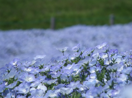 히타치 마을, 사계절 꽃밭과 해변 여행