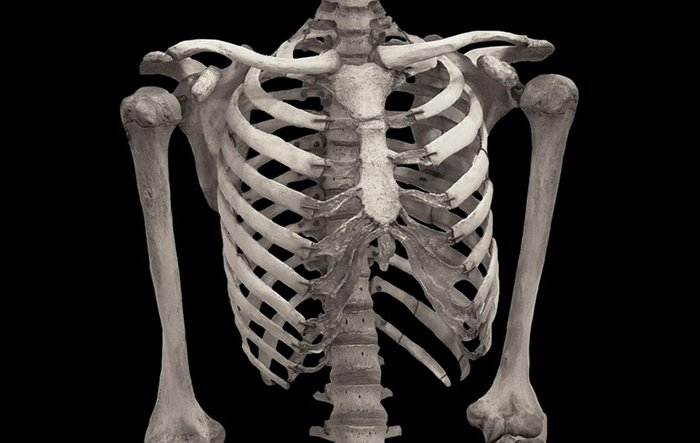 실제 사람의 갈비뼈 를 찍은 사진