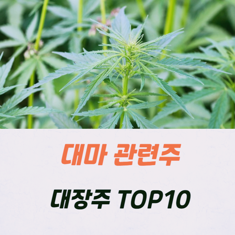 대마 관련주 대장주 TOP10 : 의료용