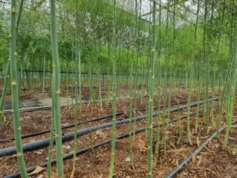 아스파라거스 재배 이식 시기 순 수확 내한성 관리_10