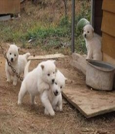 시골집-뒷마당에서-서로-장난치며-뛰노는-강아지-4마리