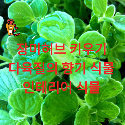 장미허브 키우기