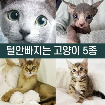 "고양이