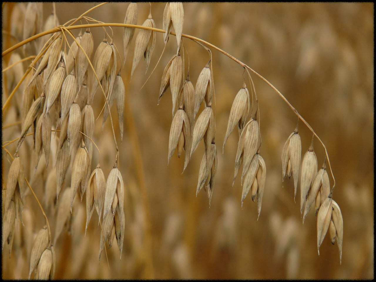 오트밀 효능_이미지3