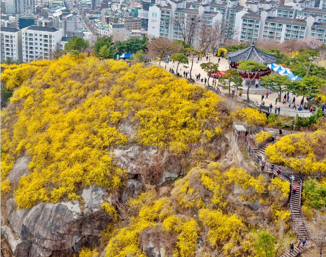 응봉산 개나리