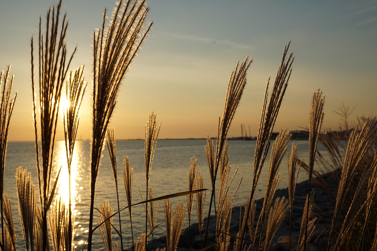 시화호 관련 사진