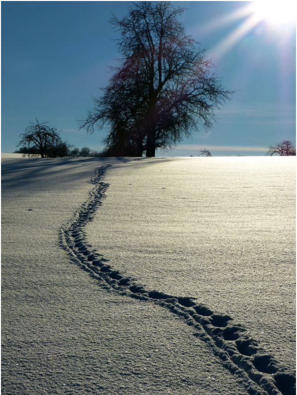 보는 것이 멈추면 삶이 보인다 : 감각이 돌아오는 경험