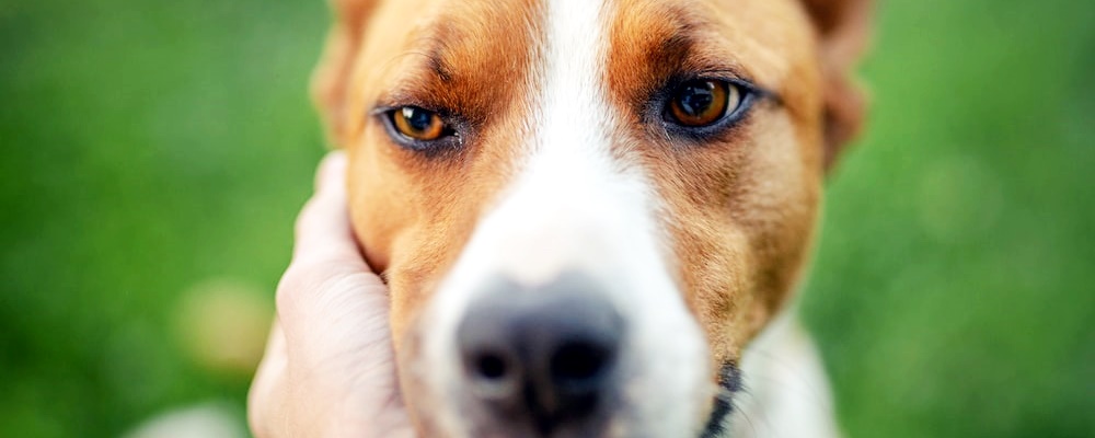 강아지 훈련 시키는 방법 7