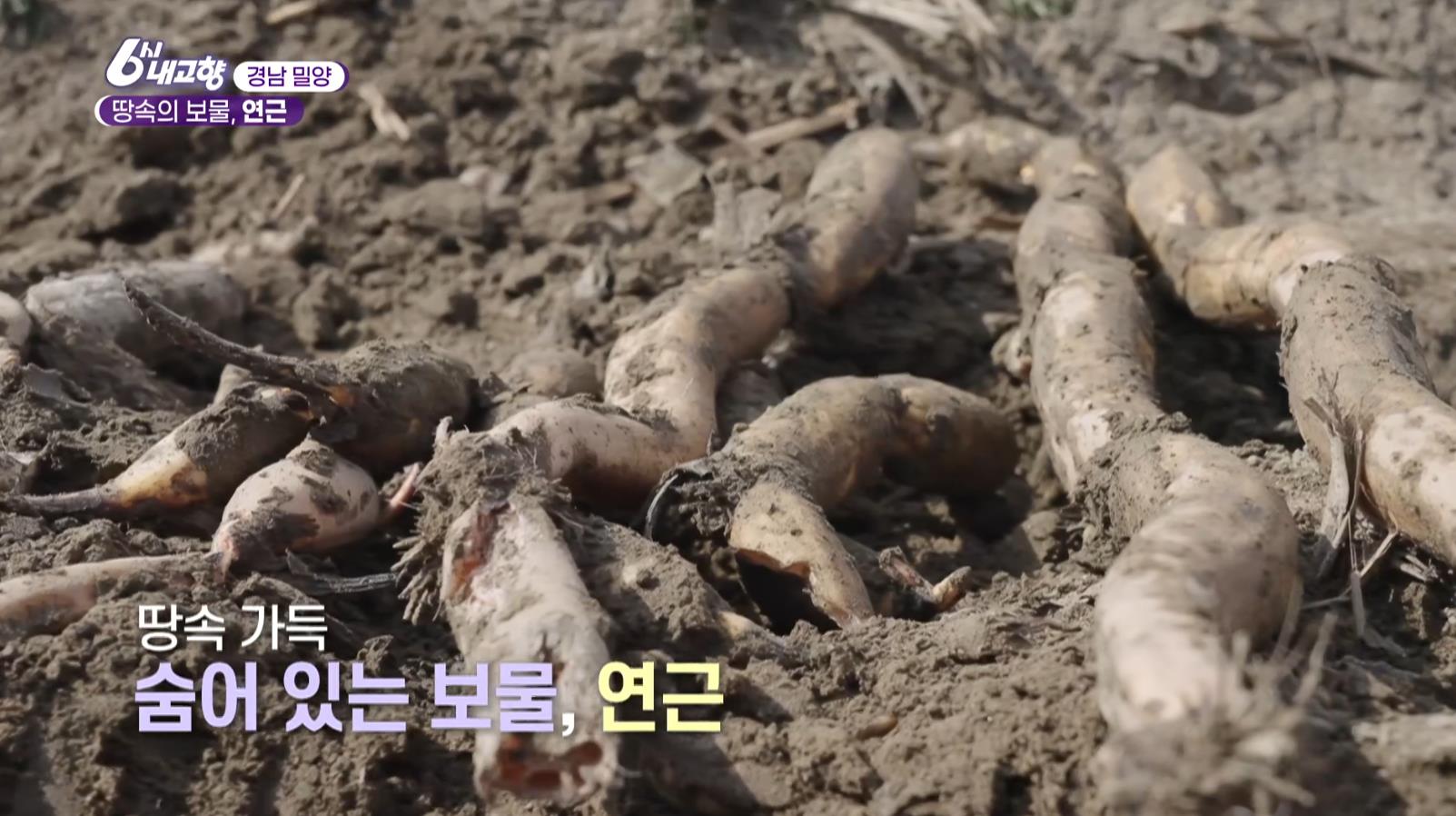땅속에서 금방 캔 6시내고향 밀양 연근