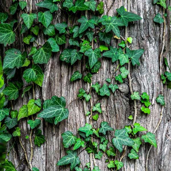 나무를 타고 올라가는 담쟁이