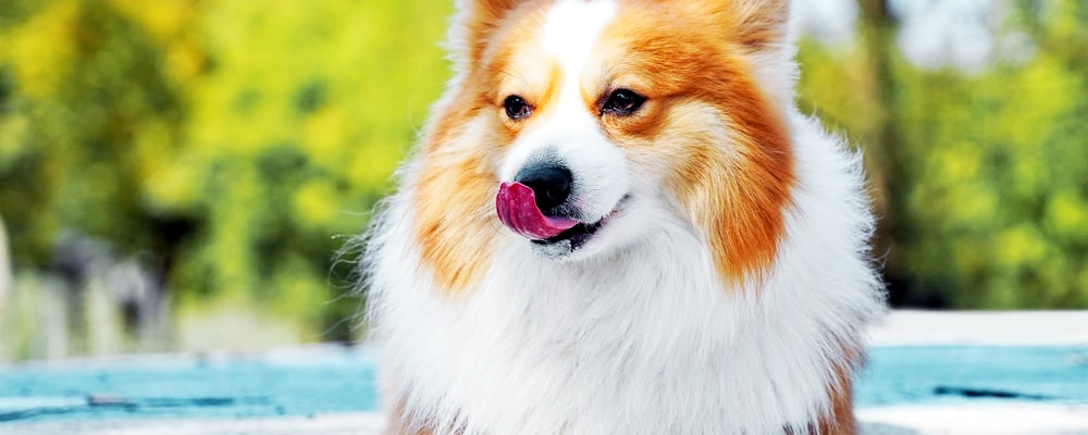 개싸움 말리는 방법 1