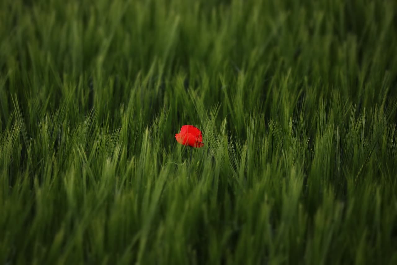 지구에서 가장 작은 희귀식물: 미세 생태계의 숨겨진 주인공