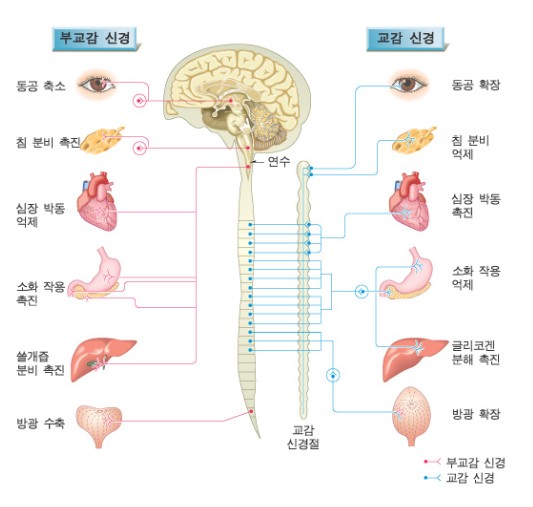 자율신경계