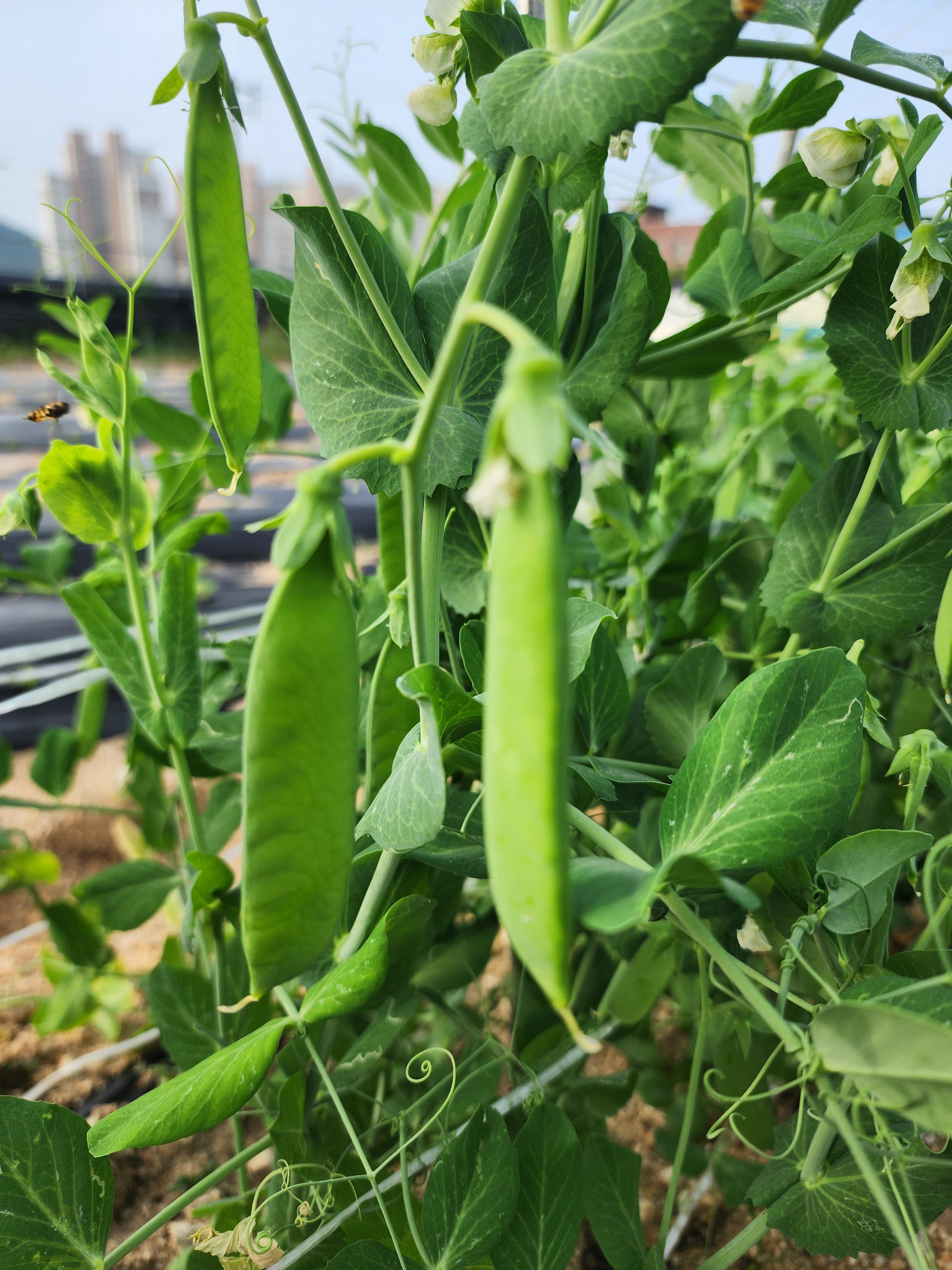 완두콩 효능과 부작용