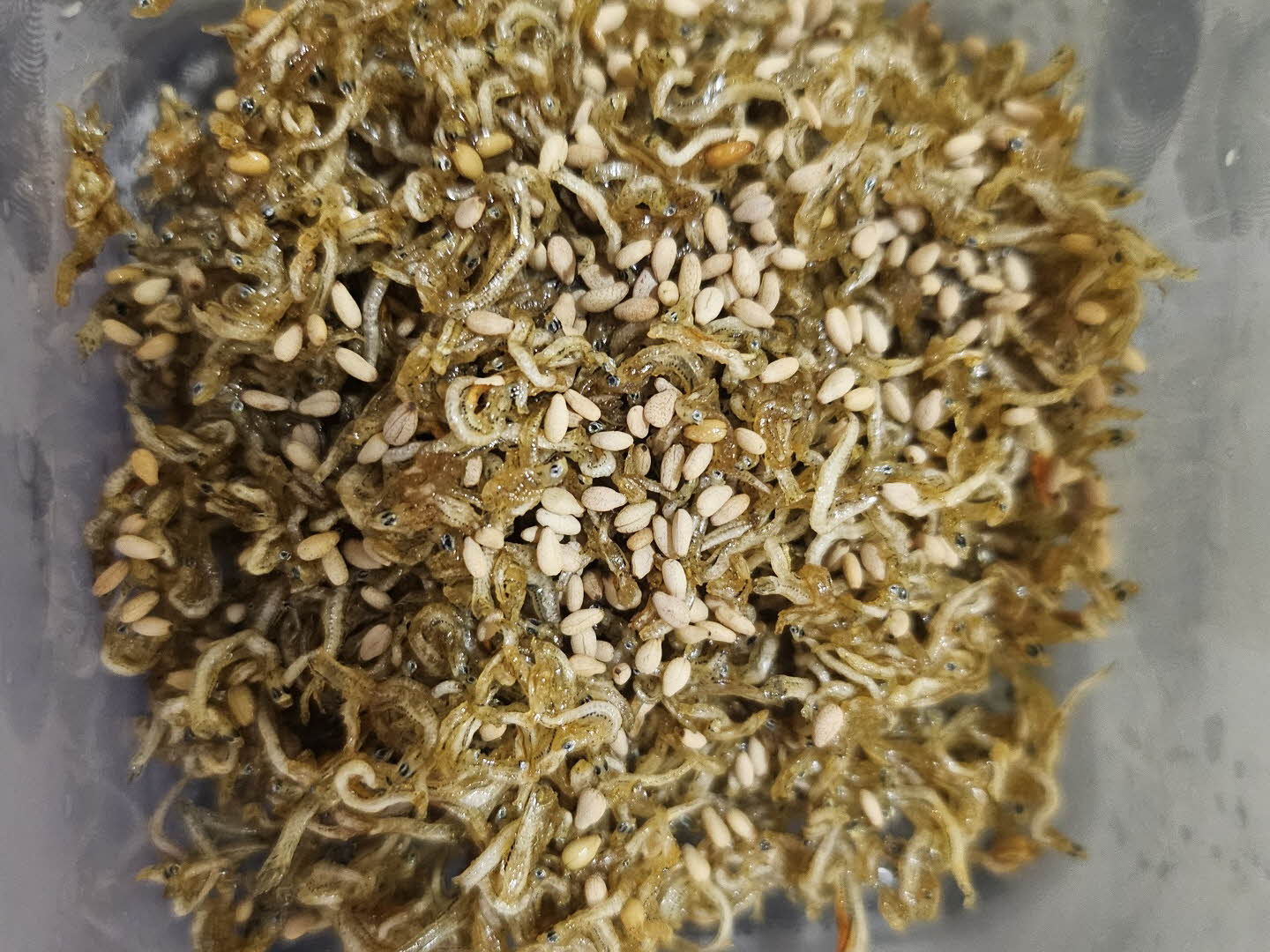 완성-멸치볶음-통깨뿌림