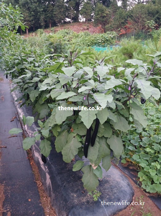 차가운 성질을 가지고 있어 천연 해열제 작용을 하는 가지 효능 관련 실물 사진