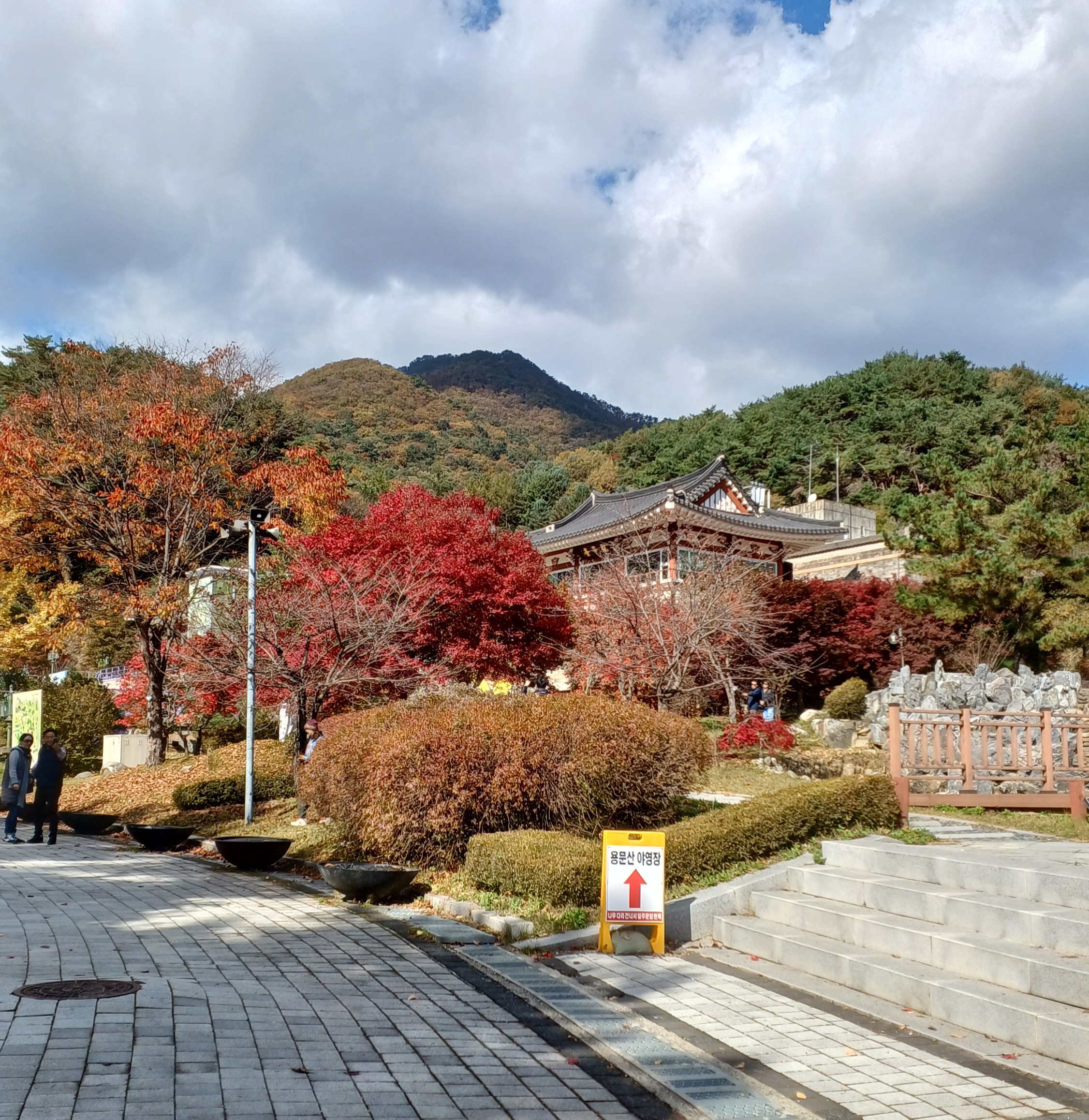 용문산-은행나무-6