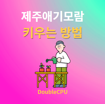 제주애기모람 키우기 물주기