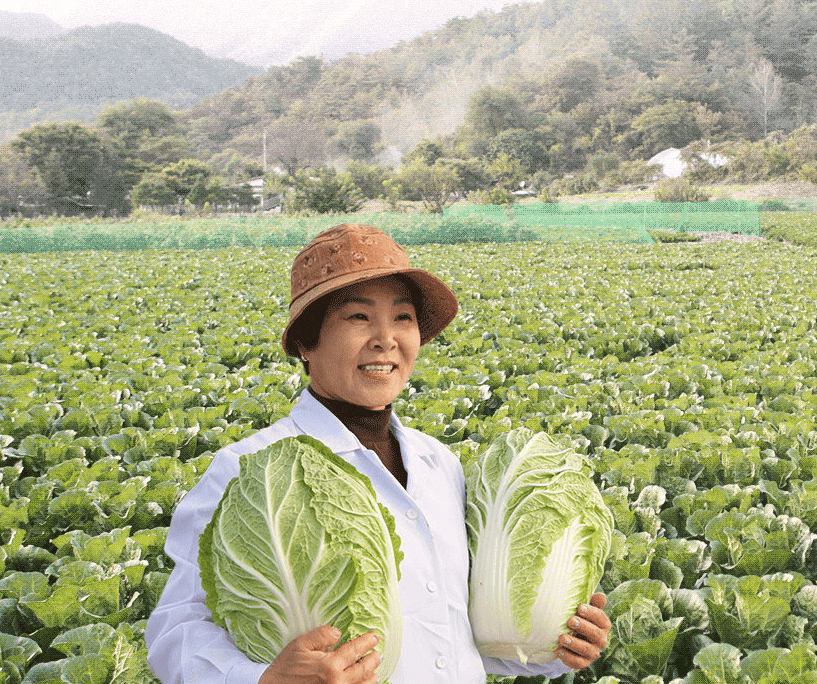 절임배추 추천 BEST 5