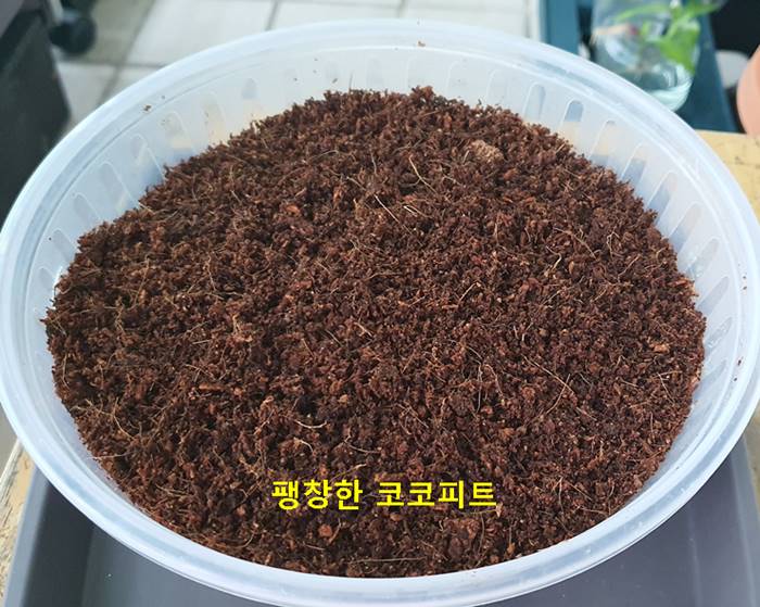 팽창한 코코피트