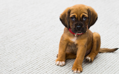 강아지 예방접종이 중요한 이유 관련 사진