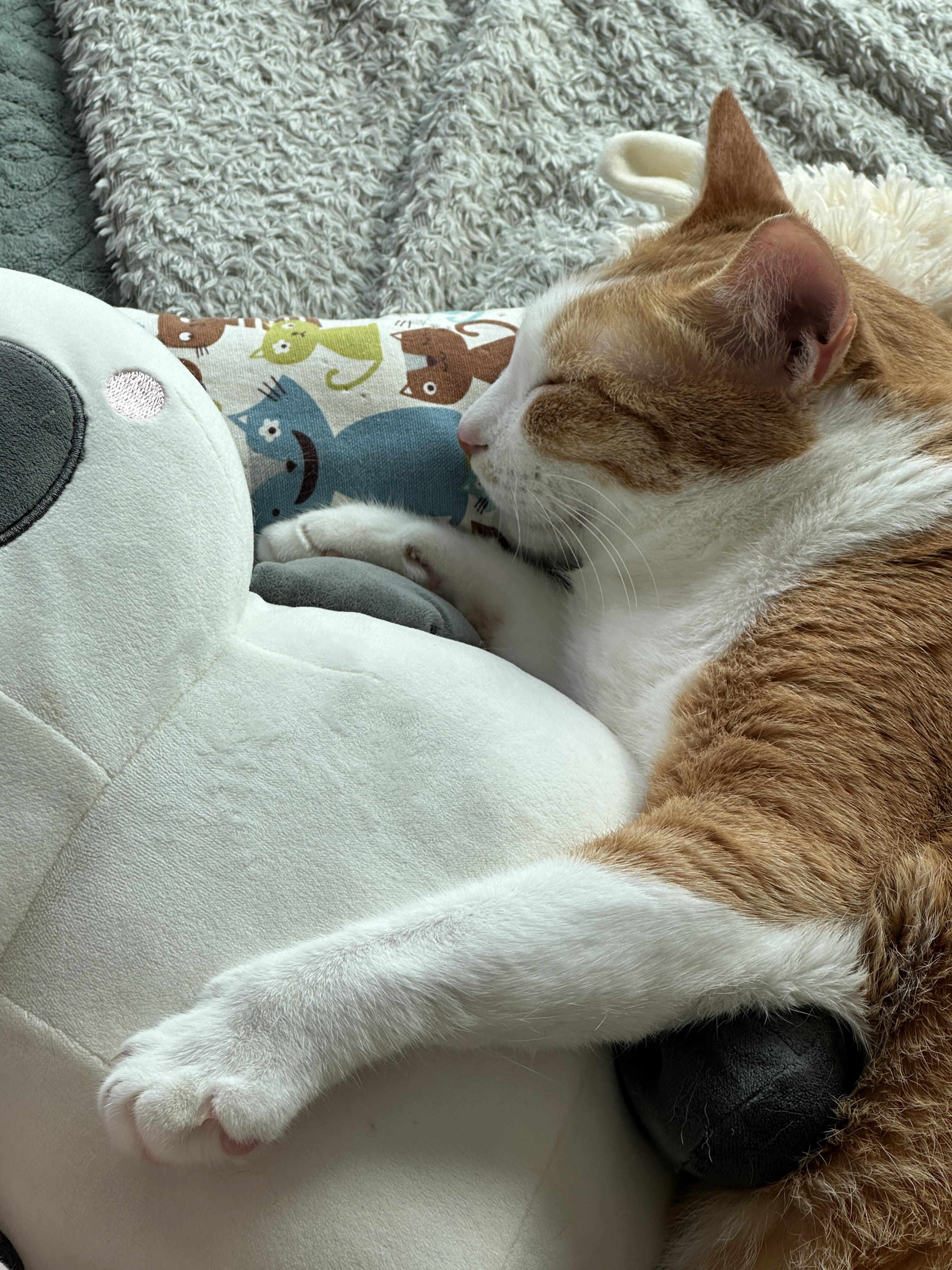 캣닢_쿠션_베고_자는_치즈냥이_호야_1