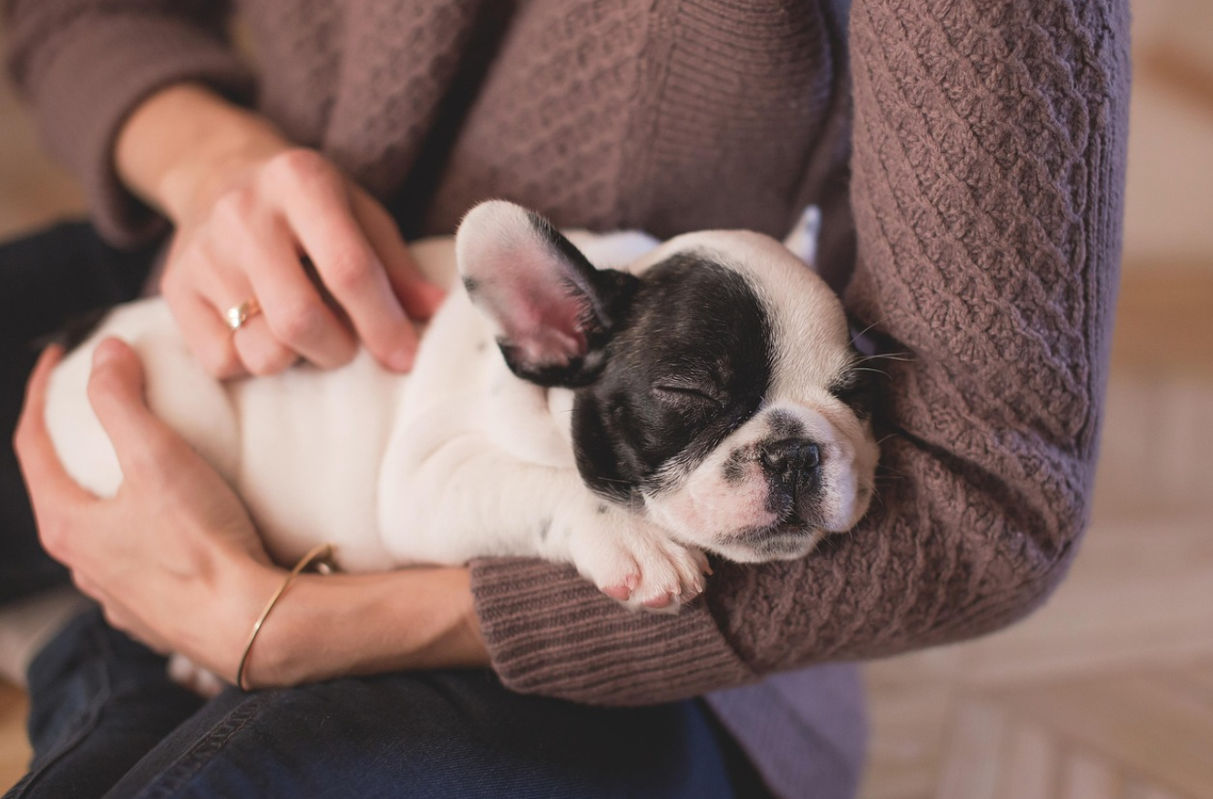 강아지 잠자는 모습