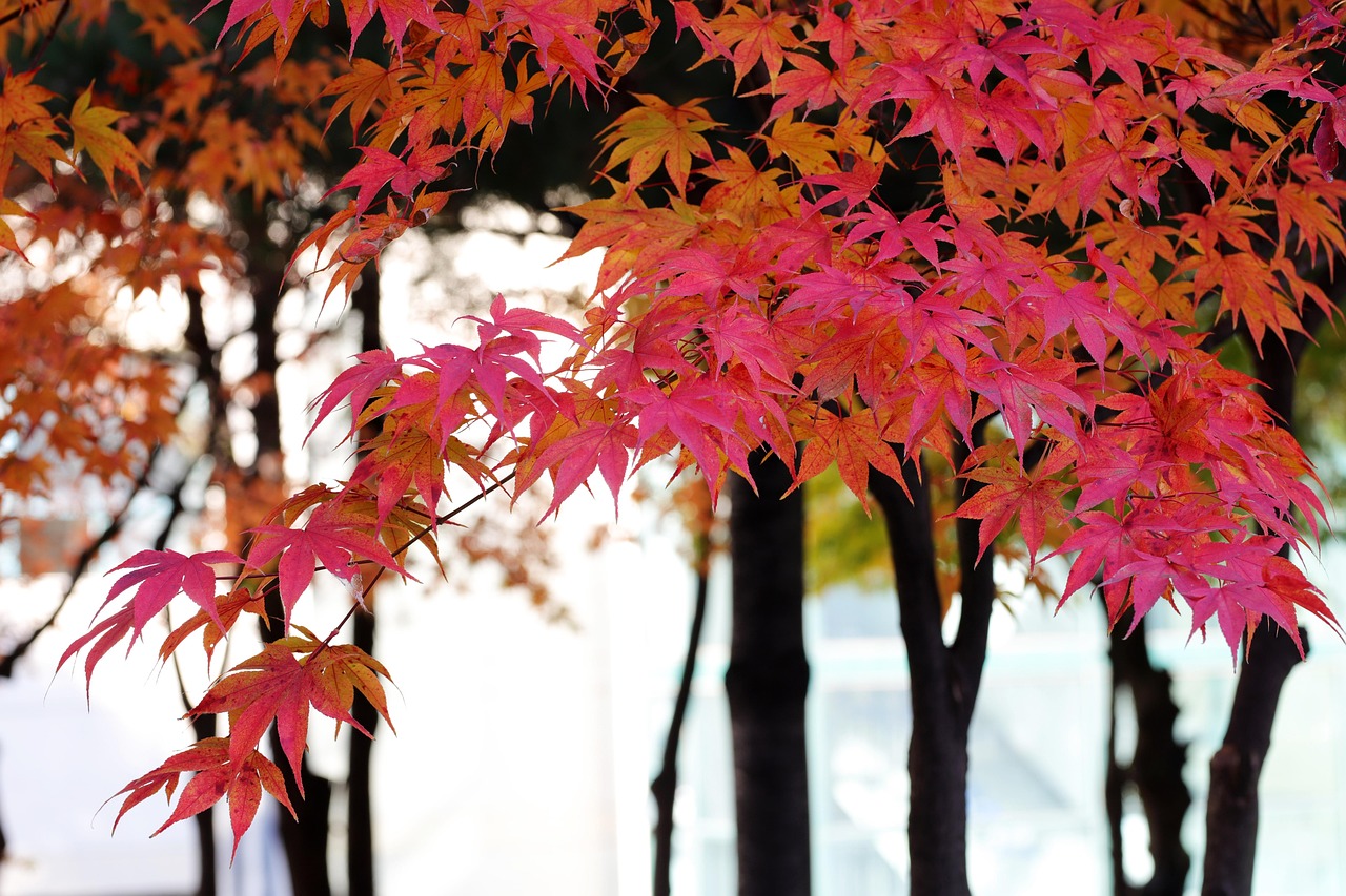 광릉수목원(국립수목원) 예약방법