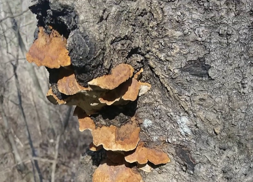 상황버섯 부작용