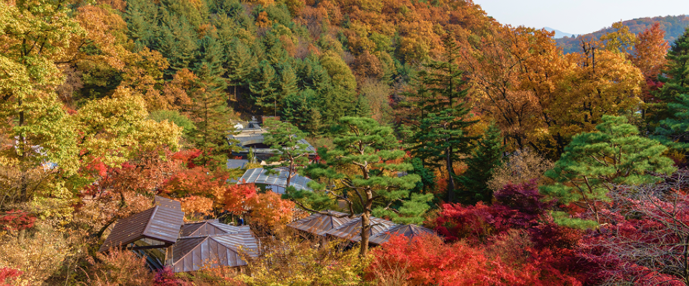 울긋불긋한 화담숲의 단풍절정 이미지