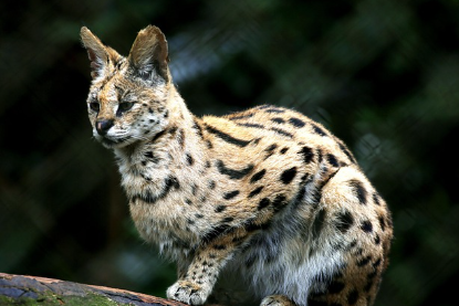 자연의 미스터리: 새롭게 발견된 희귀 동물 이야기