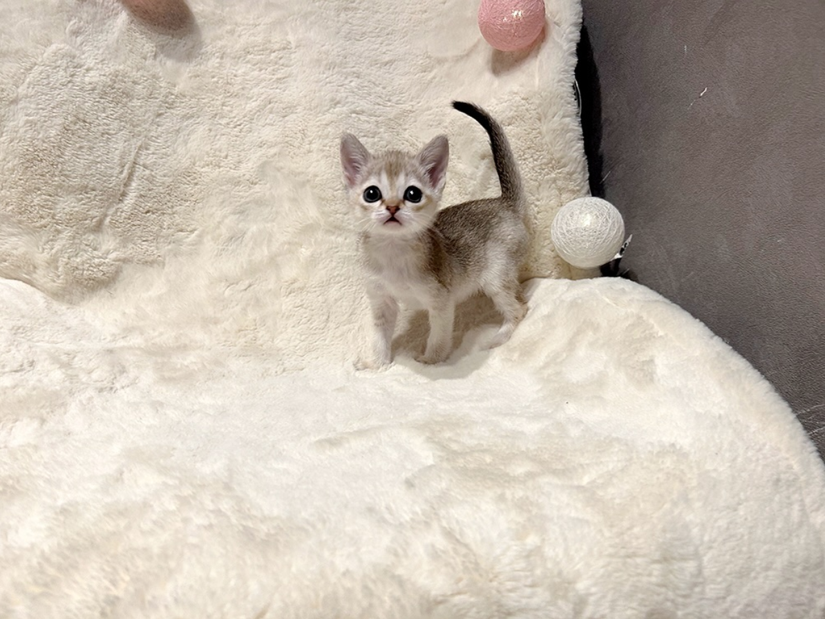 싱가푸라 고양이 사진