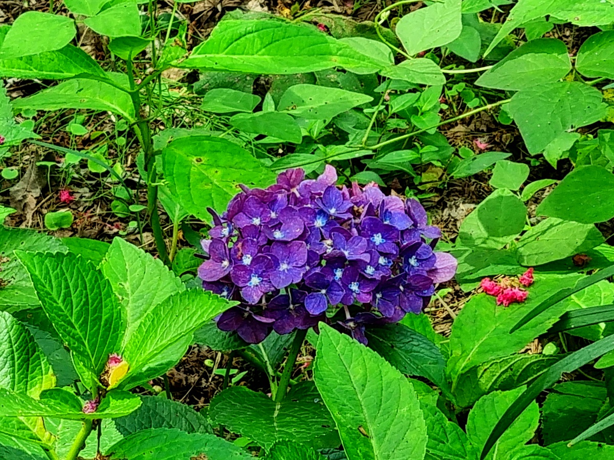 충남 당진 아미미술관: 현대미술, 수국, 야외 조형물, 인스타그램 감성 포토존