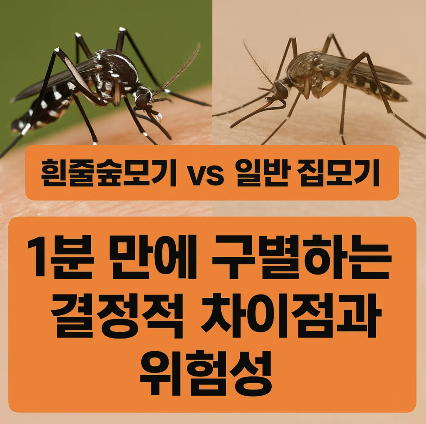 흰줄숲모기 vs 일반 집모기, 1분 만에 구별하는 결정적 차이점과 위험성