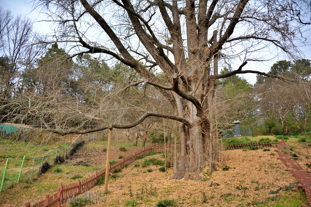 담양 후산리 은행나무