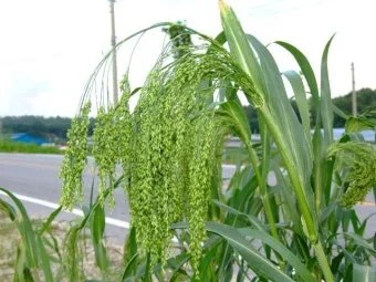 기장 재배 건조 토양 적합 파종 방법 탈곡 요령_7