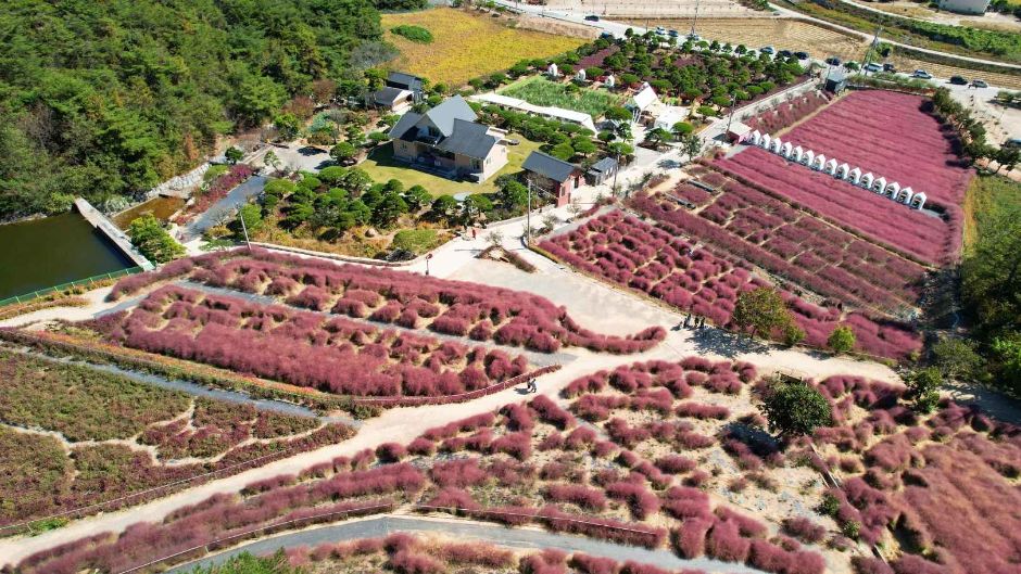 10월 지역 축제 핑크뮬리