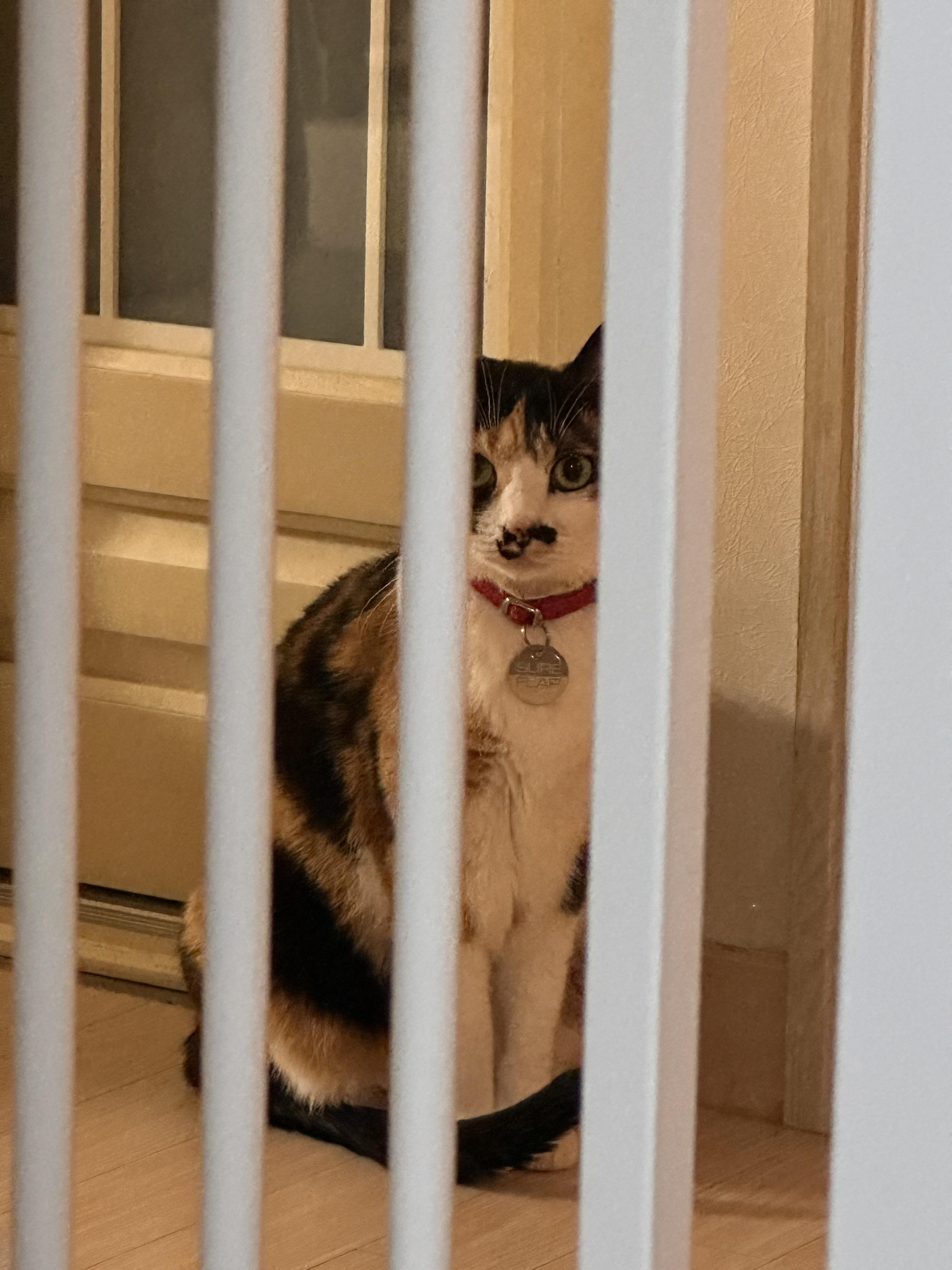 방묘문앞_삼색냥이_다다_1