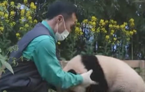 감사 인사하는 푸바오