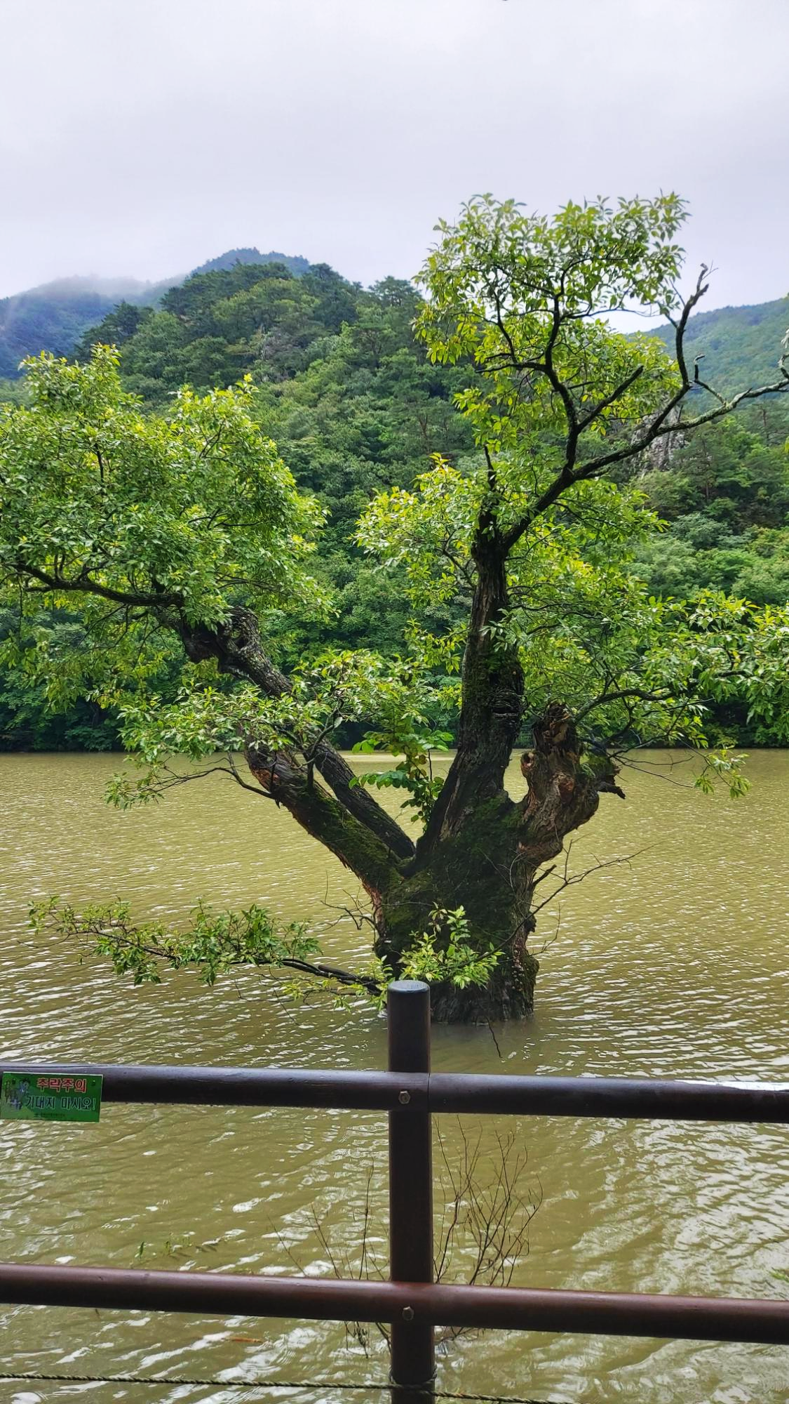 경북 청송군 주산지 왕버들