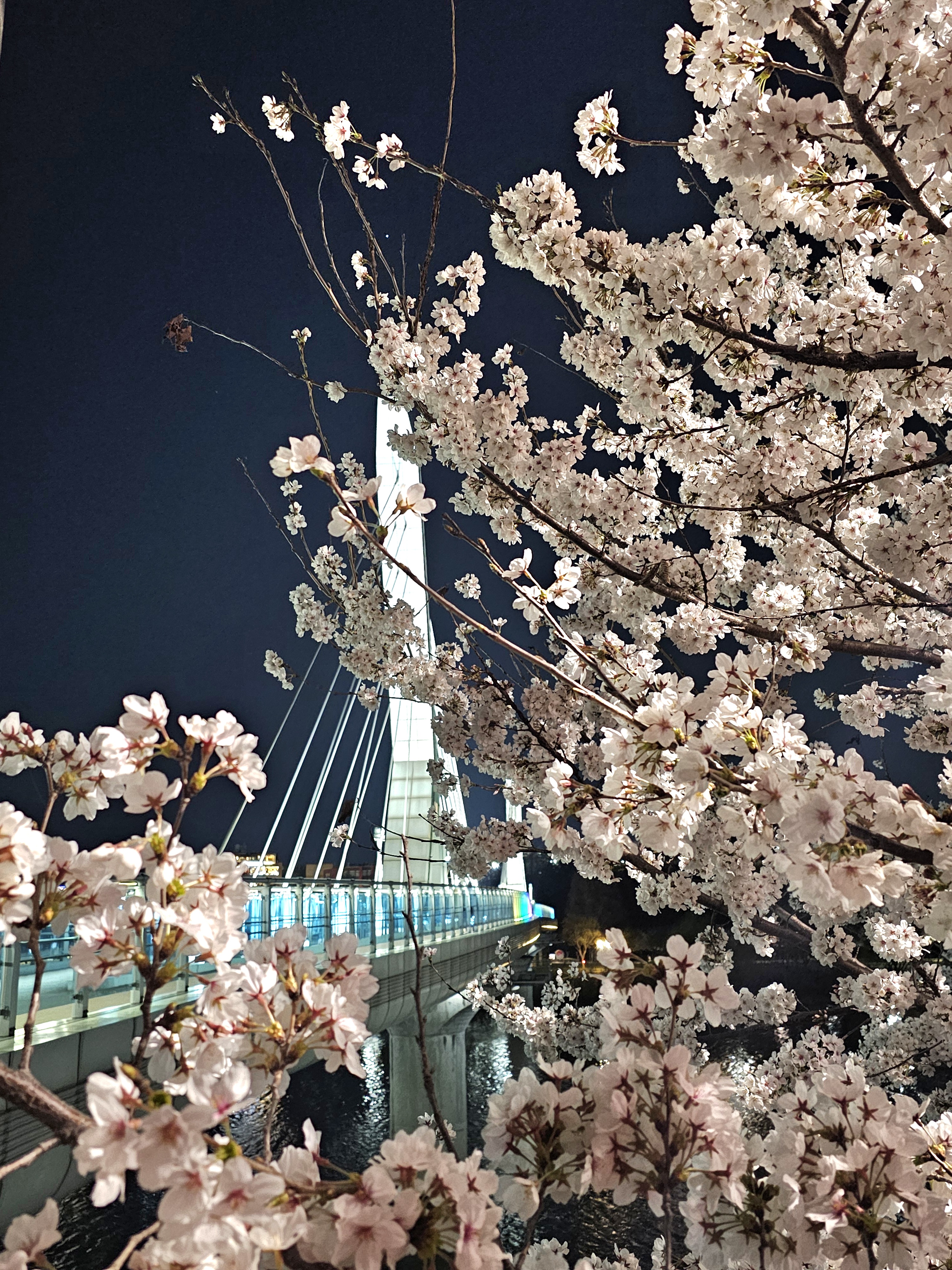 동촌유원지 벚꽃