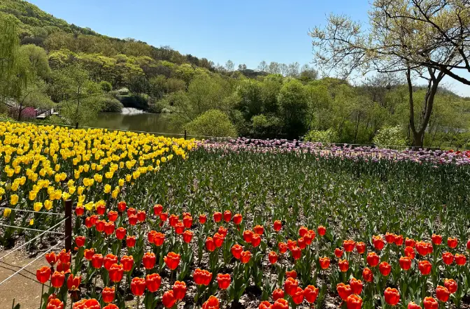 인천대공원-튤립정원