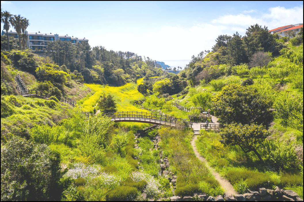 24년-유채꽃-개화시기-유채꽃명소-안내