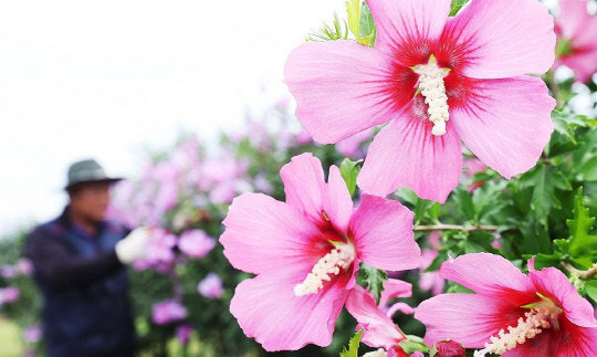 제헌절 다시 공휴일로 지정