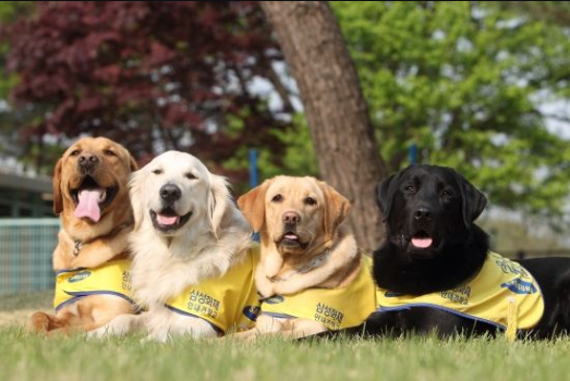 리트리버 사진2