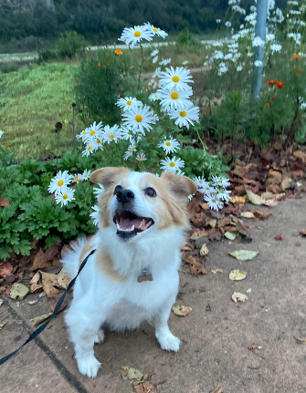 노령견 이별 후 장례 절차와 추모 방법